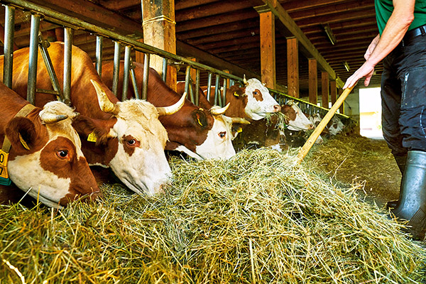 Steinbachhof - Ferienbauernhof St. Märgen Schwarzwald