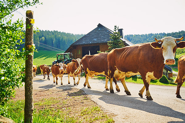 Steinbachhof - Ferienbauernhof St. Märgen Schwarzwald